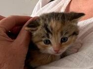 BKH Mix Kitten suchen ein Zuhause - Marl (Nordrhein-Westfalen)