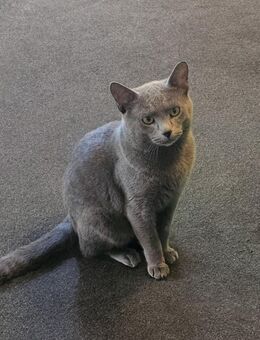 Russisch Blau Deckkater - Landau (Pfalz)