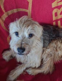 Boni - geb. 05/2022 - Remagen