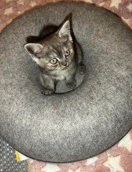 BKH KITTEN - Bad Ems