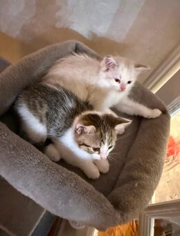 Katzen Bkh mischling . - Berlin