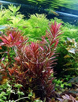 Rotala „Singapore Blood Red“ (Versand/ Abholung) - Mechernich