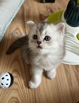 BKH/BLH Kitten suchen ein Zuhause - Viersen