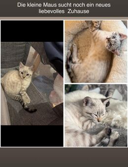 Kleine Maus sucht dringend neues Zuhause - Dortmund