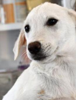 Möchten Sie Itria ein Zuhause geben? - Neuss