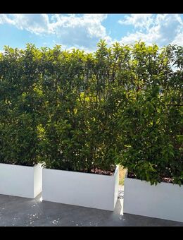 Portugiesischer Kirschlorbeer am Spalier inkl. Pflanztrog - Postau