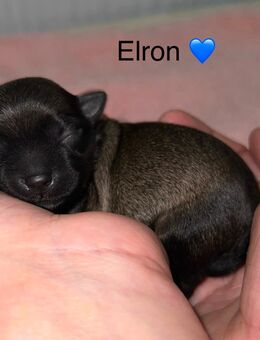 Bolonka Zwetna Welpen am 26.10.2025 auf die Welt gekommen - Köthen (Anhalt)