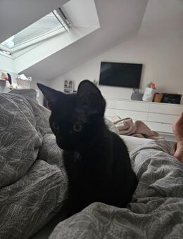 Liebevoller Kitten Jonathan sucht neues Zuhause BKH + EKH Mix - Witten