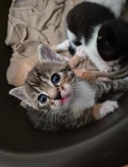 Baby Kitten BKH EKH Mix Hauskatze - Hattingen