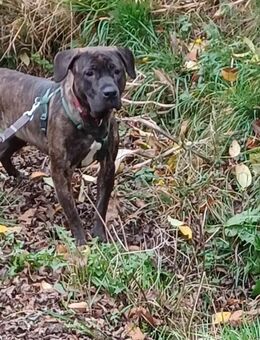 Ronja sucht ein gutes Zuhause. - Diemelsee