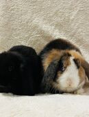 Zwergwidder Minilop Zwergkaninchen Babys in 81377