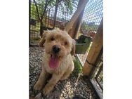 Sunny - Pflegestelle oder Zuhause gesuch - Oberwies