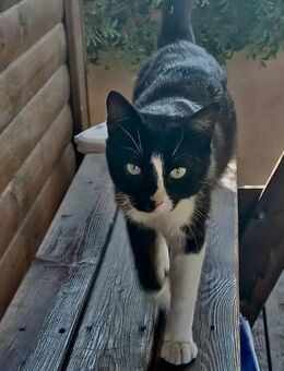 Sonnenschein Aris - Bergkirchen