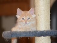 Maine Coon Kitten ( Poly Maine Coon ) - Hörselberg-Hainich