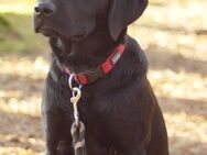 Labrador Dame 7 Monate - Viechtach