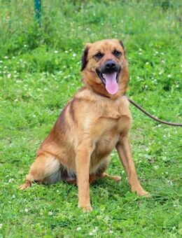 Caju, ein fröhlicher Jungspund - Brunstorf