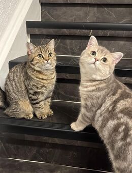 Britisch Kurzhaar kitten 2 - Marl (Nordrhein-Westfalen)