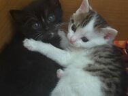Babykatzen Katzenbaby Kitten Katze - Homburg