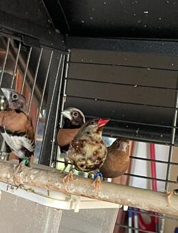 8 Vögel und Käfig zu verkaufen - Lasbek