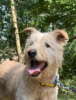 Messi - Roller Charakterhund - Salzwedel (Hansestadt) Zentrum