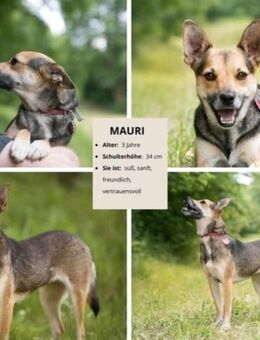 MAURI-die kleine Frohnatur mit großem Herz sucht ihr Glück - Hückelhoven