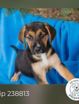 Chip 238813: Hundekind sucht ein Zuhause - Kirchzell