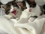 2 Main Coon Kater suchen ein neues Heim - Bielefeld