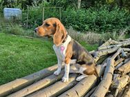 Beagle Welpe - Bottrop