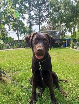 Labrador Hündin - Wettin-Löbejün Nauendorf