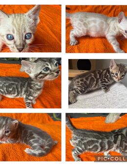Bengal kitten Snow Lynx ,,Braun ,,,Blue ,, Silber Mit Stammbaum - Dortmund