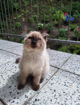 Reinrassige Neva Masquarade Kitten Katzen Kater - Wuppertal