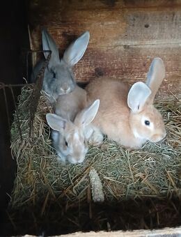 Kaninchen - Chorin