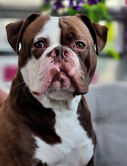 Spike sucht neues Zuhause auf Lebenszeit - Neuruppin