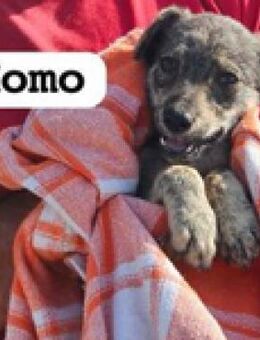 Momo vor einem Fitnesstudio abgelegt - Berlin