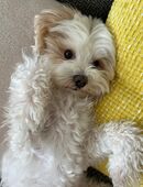 Maltipoo Deckrüde in 5430