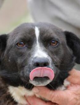 Batida sehr liebenswerte, kleine Hündin - Lohra