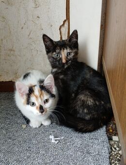 2 weibliche Kitten - Süpplingenburg