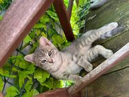 BKH/kartäuser mix katerchen - Oberstaufen