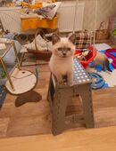 Süße BKH Katzen Babys in 38381