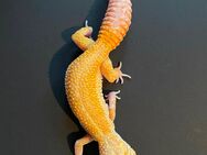 Leopardgecko - Stuhr