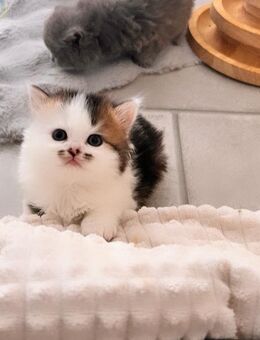 Zuckersüße Bkh Kitten - Köln