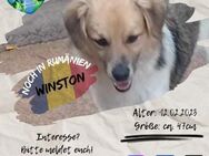 WINSTON - will alles für DICH lernen - Waakirchen