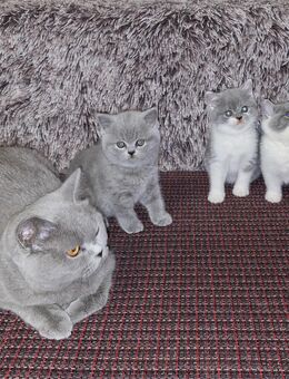 Britisch kurzhaar kitten zu verkaufen - Fehrbellin