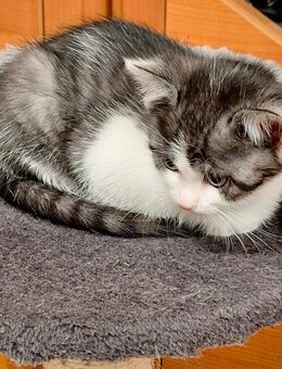 Hauskatze - Wolnzach