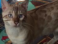 Snow Lynx Bengal Kater - Velbert
