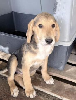 Maya Mix Hündin ca. 4 Monate alt in GR - Reutlingen