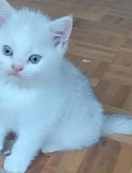 Wunderschöne BKH Kitten Männlichh - Essen Zentrum