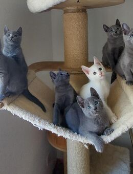 Kitten russisch blau und weiss mit Stammbaum. - Diesbach GL