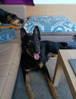 Jafar sportlicher Hund mit großem ❤️ - Karlsruhe