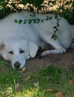Johan wartet in seiner Pflegestelle - München